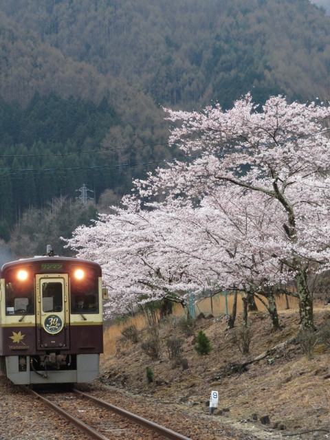 わたらせ渓谷鐵道沿線の桜